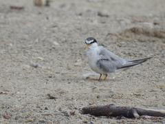 Sternula antillarum browni