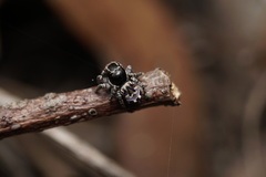 Maratus lobatus