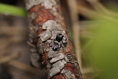 Maratus lobatus
