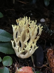 Ramaria cystidiophora