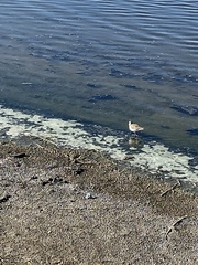 Charadrius nivosus