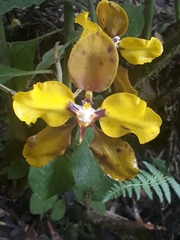 Cyrtochilum macranthum