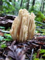 Ramaria acrisiccescens