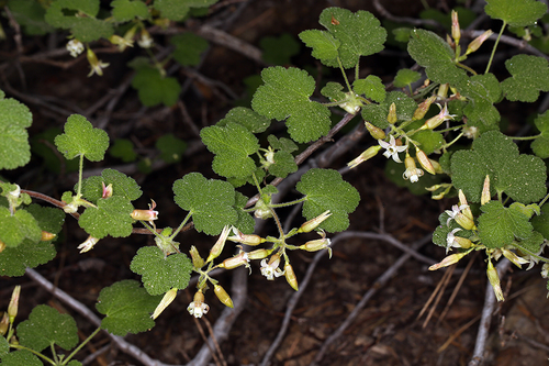 sticky currant (Ribes viscosissimum)