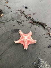 Hippasteria phrygiana