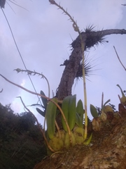 Didactyle