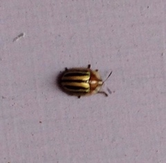 Agroiconota bivittata