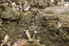 Bellapiscis lesleyae