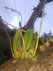 Didactyle