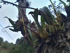 Didactyle