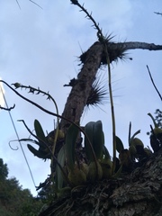 Didactyle