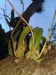 Didactyle