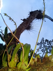 Didactyle