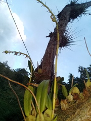 Didactyle