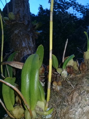 Didactyle