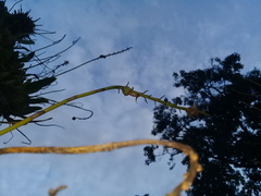 Didactyle