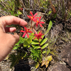Epidendrum × obrienianum