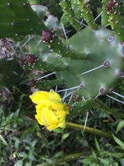 Opuntia monacantha