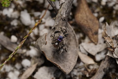 Maratus karrie