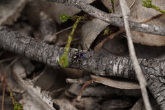 Maratus karrie