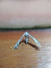 Singularia alternaria