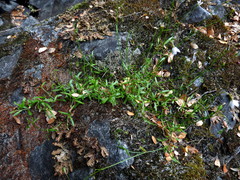 Wahlenbergia rupestris