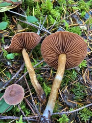 Cortinarius flexipes