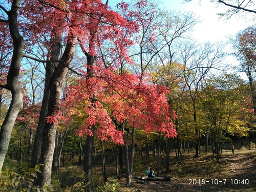 Korean maple