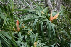 Freycinetia arborea