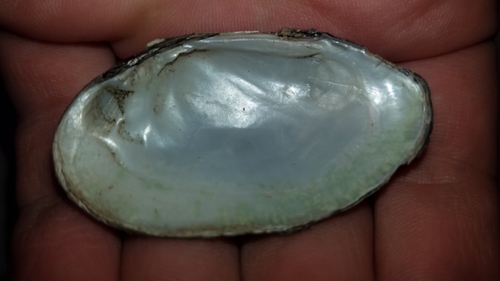 Ellipse