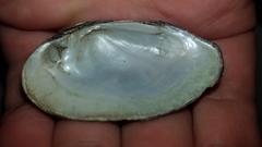 Venustaconcha ellipsiformis