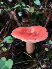 Russula americana