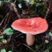 Russula americana - Photo (c) dooleyhsu, some rights reserved (CC BY-NC)