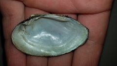 Venustaconcha ellipsiformis