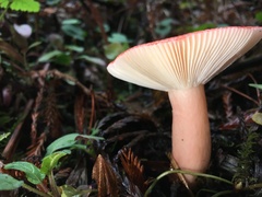 Russula americana