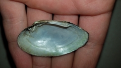 Venustaconcha ellipsiformis