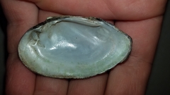 Venustaconcha ellipsiformis