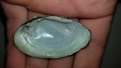 Venustaconcha ellipsiformis