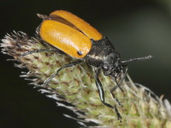 Labidostomis humeralis