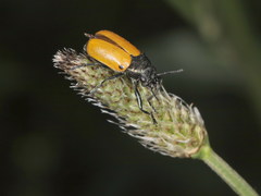 Labidostomis humeralis