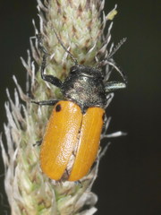 Labidostomis humeralis