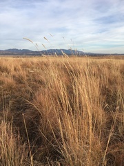 Elionurus barbiculmis