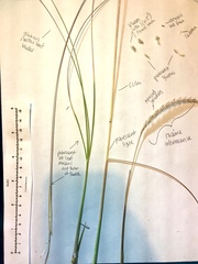 Elionurus barbiculmis