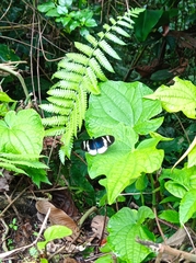 Heliconius eleuchia eleuchia