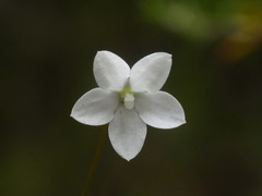 Wahlenbergia rupestris