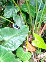 Heliconius eleuchia eleuchia