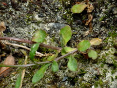 Wahlenbergia rupestris