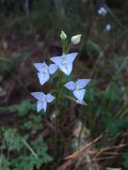 Ponthieva ventricosa