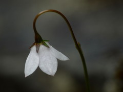 Wahlenbergia rupestris