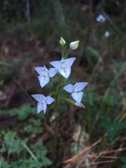 Ponthieva ventricosa